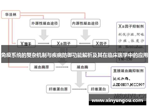 免疫系统的复杂机制与疾病防御功能解析及其在临床医学中的应用